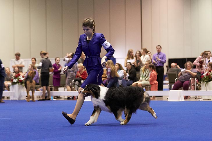 Fourth place finalist Josie Scoonover-Nelson handling GCH CH Cattail Ridge Cloak And Dagger CDX PCDX RAE CGC (Australian Shepherd).