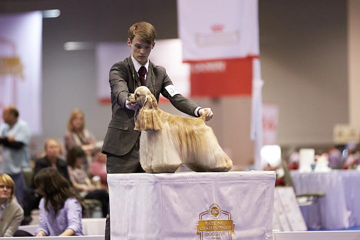 Second place finalist: Johnathon Wehry handling GCHS CH Cameo Siloet's Gold Coast Legacy (Cocker Spaniel, ASCOB).
