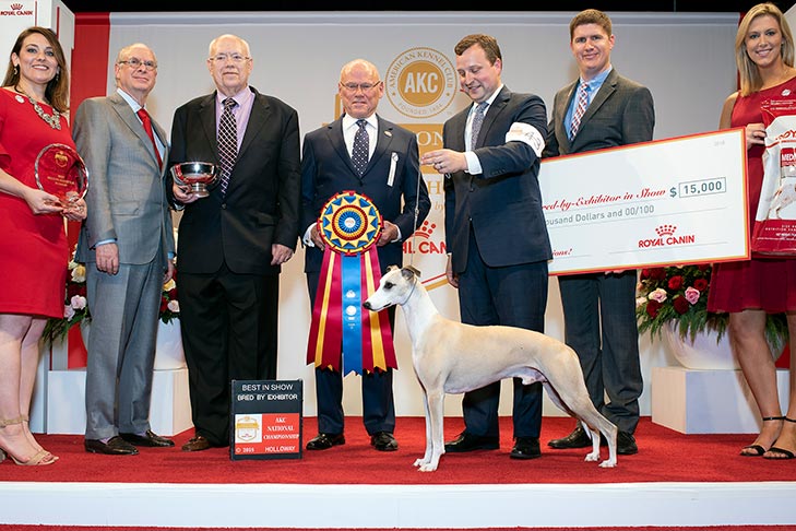 Best in Show and Best Bred-By-Exhibitor in Show: GCHP CH Pinnacle Tennessee Whiskey (Whiskey), Whippet; 2018 AKC National Championship presented by Royal Canin, Orlando, FL.