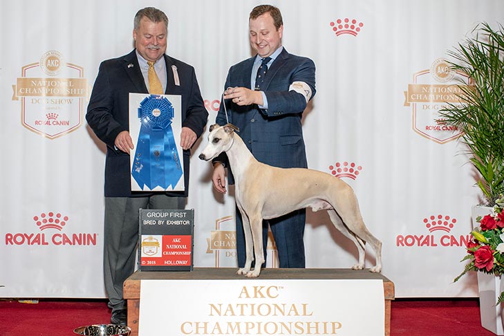 Bred By Exhibitor Hound Group First: GCHP CH Pinnacle Tennessee Whiskey, Whippet.