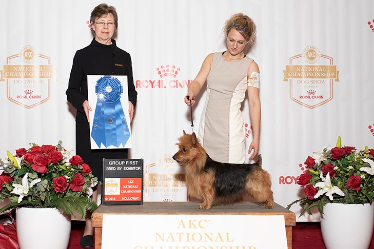Bred By Exhibitor Terrier Group First: GCHB CH Ludlu's Marshmallow Attack, Australian Terrier.