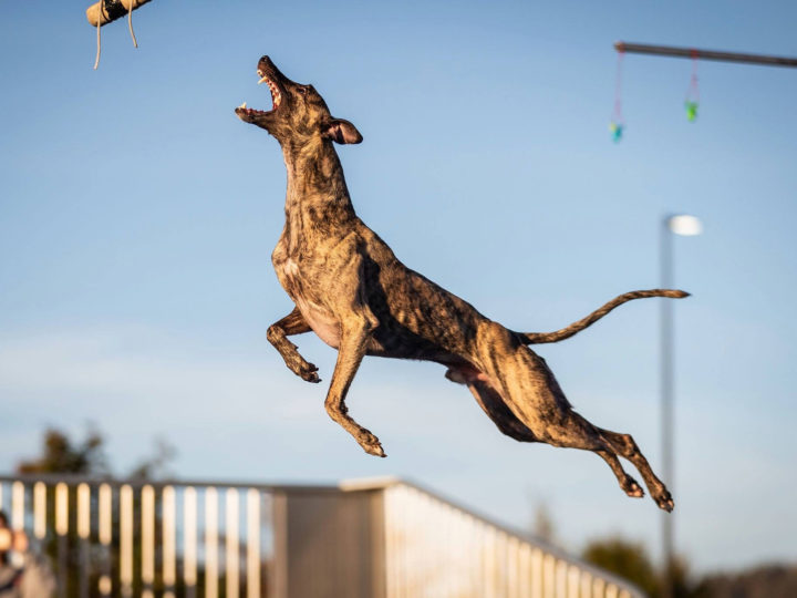 Slingshot, a Dock-Diving Whippet Dog, Attempts Guinness World Record
