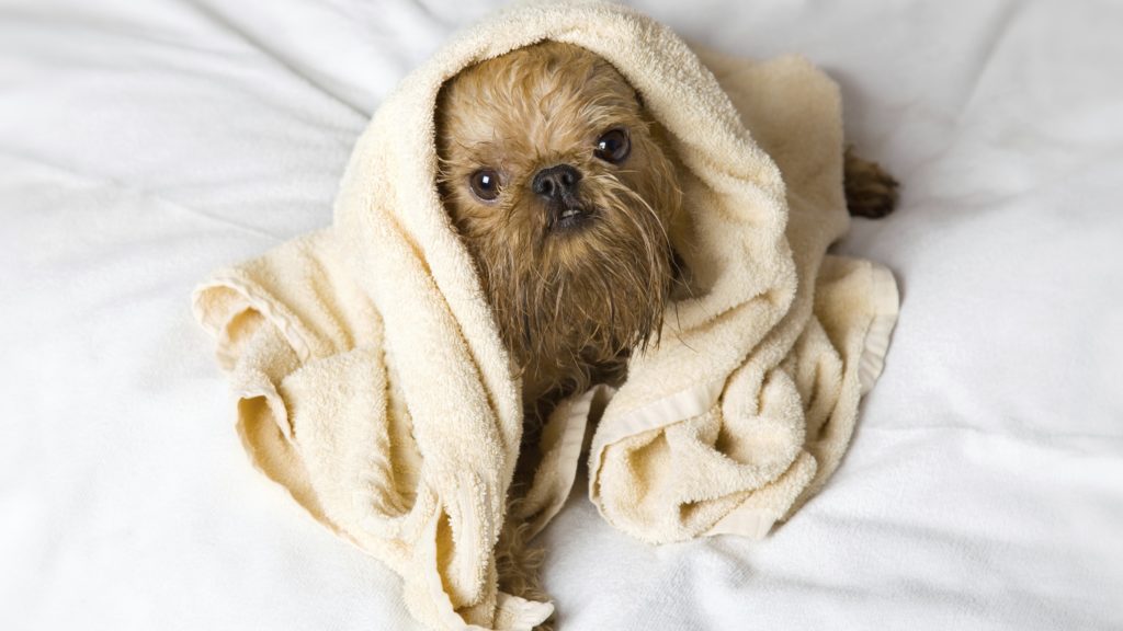 griffon bruxellois lap dogs