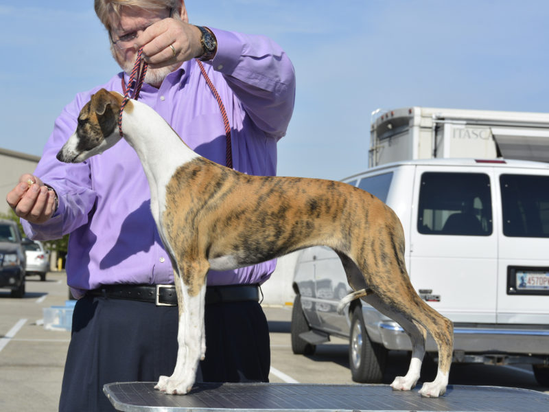 akc whippet puppies