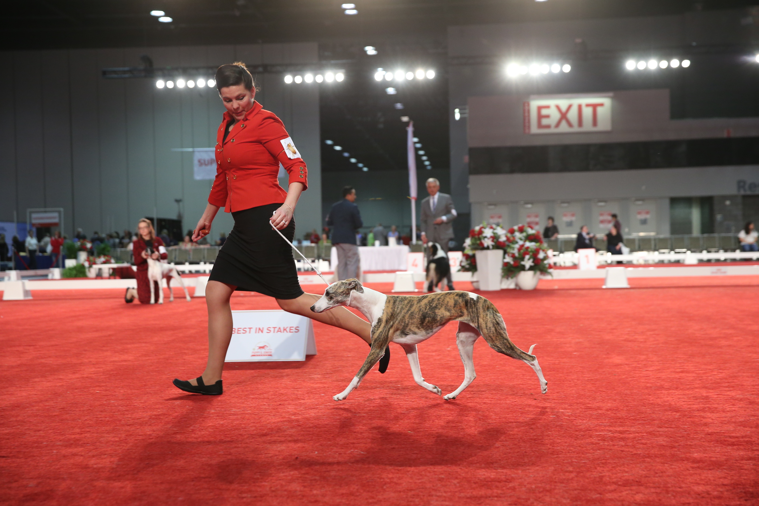 Whippet Westminster Dog Show Brittany Westminster Kennel Club