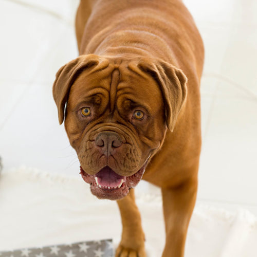 my dog is territorial over me