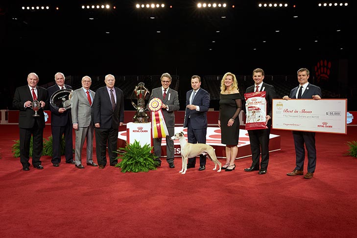 Best in Show, Best Bred By Exhibitor in Show, Hound Group First, BBE Hound Group First, Best of Breed, Best Bred By in Breed: GCHP CH Pinnacle Tennessee Whiskey (Whiskey), Whippet; 2018 AKC National Championship presented by Royal Canin in Orlando, FL.