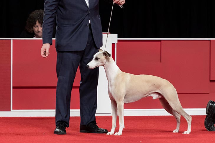 Best in Show lineup judging at the 2018 AKC National Championship presented by Royal Canin in Orlando, FL.