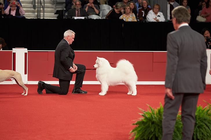 Best in Show lineup judging at the 2018 AKC National Championship presented by Royal Canin, Orlando, FL.