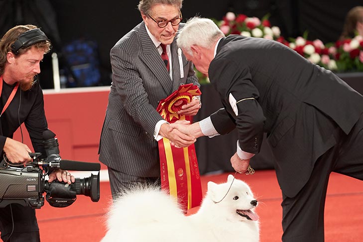 Reserve Best in Show winner: GCHS CH Sammantic Querida (Querida), Samoyed; 2018 AKC National Championship presented by Royal Canin, Orlando, FL.