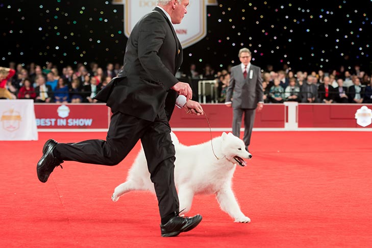 Working Group Winner: GCHS CH Sammantic Querida (Samoyed); The 2018 AKC National Championship presented by Royal Canin.