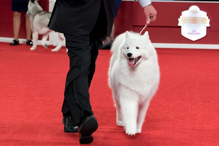 Reserve Best in Show – American Kennel Club