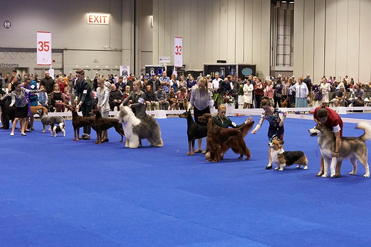 Junior Showmanship at the 2018 AKC National Championship presented by Royal Canin, Orlando, FL.