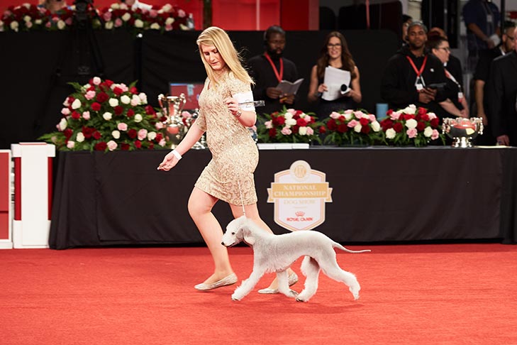 Owner-Handled Best in Show, Owner-Handled Terrier Group First, and Owner-Handled Best of Breed: GCHG CH Lamz Strike A Pose RN CAA CGC TKN (Vogue), Bedlington Terrier; National Owner-Handled Series at the 2018 AKC National Championship presented by Royal Canin, Orlando, FL.