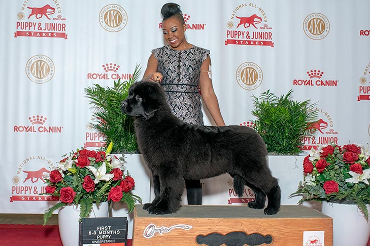Group First, 6-9 months; Puppy and Junior Stakes at the 2018 AKC National Championship presented by Royal Canin.