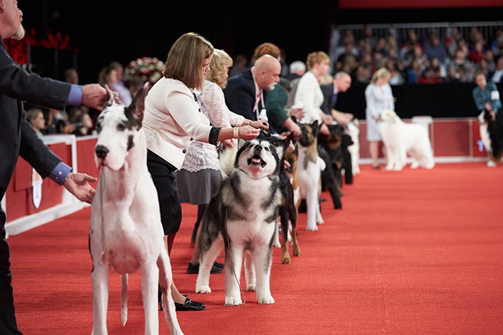 Working Group lineup; The 2018 AKC National Championship presented by Royal Canin.