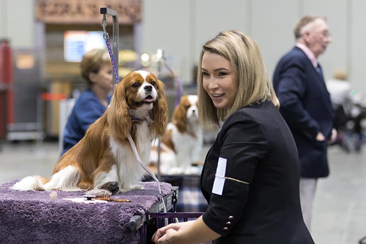 The Cavalier King Charles Spaniel getting groomed before competition; 2018 AKC National Championship presented by Royal Canin.
