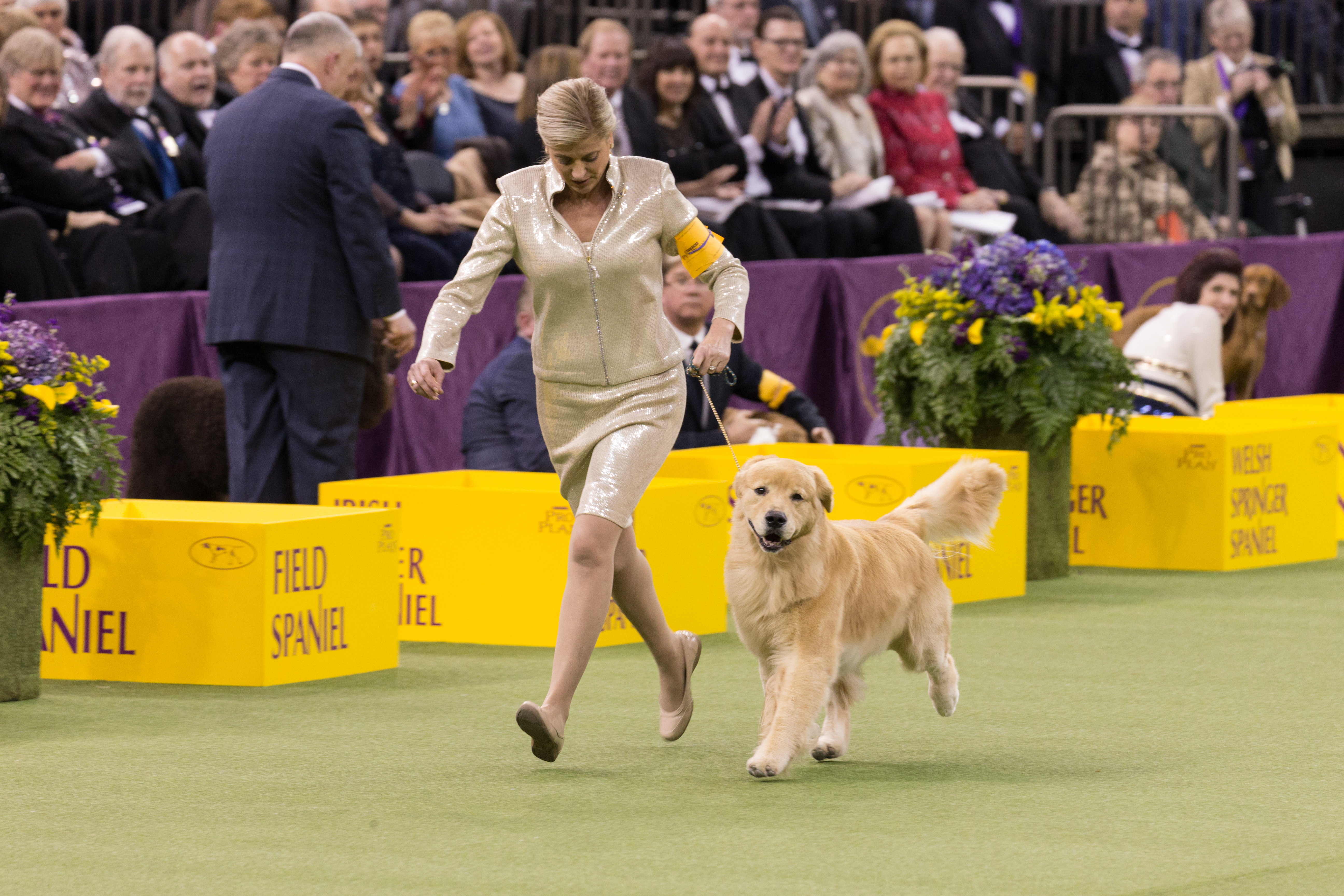 Favorite Dog Breeds To Never Win The Westminster Kennel Club