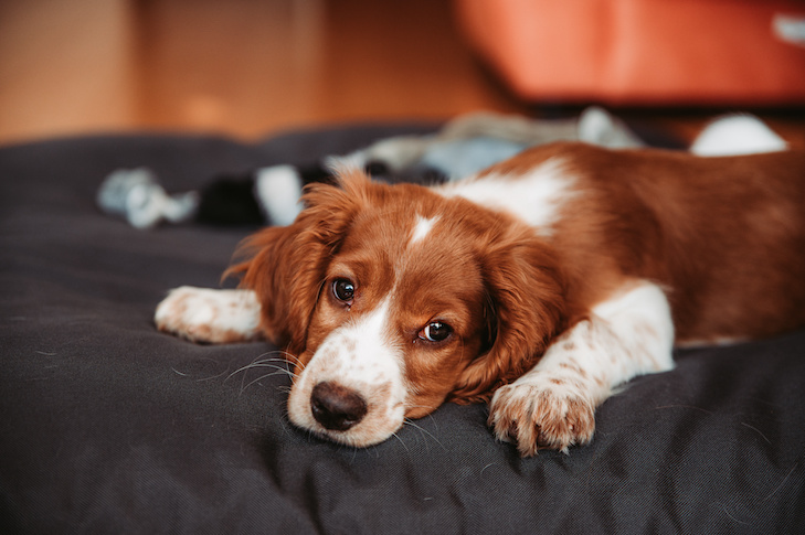 Cute looking welsh springer spaniel puppy