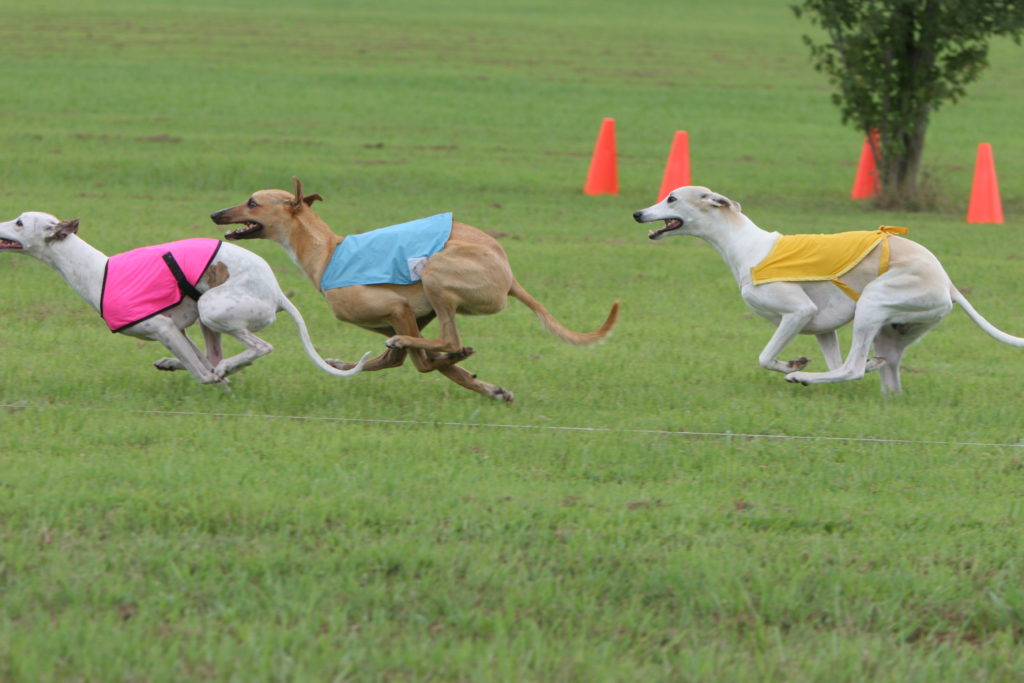 akc whippet puppies