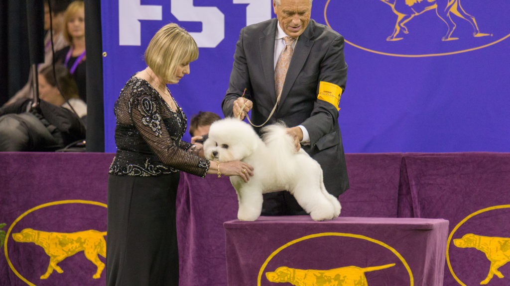 bichon dog show
