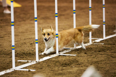 Corgi Agility