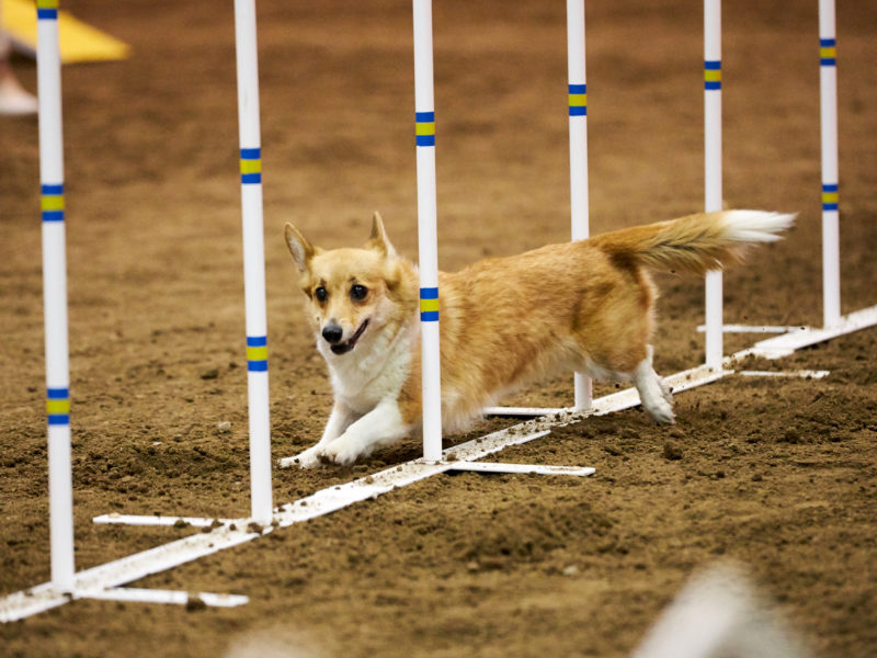 Corgi Agility