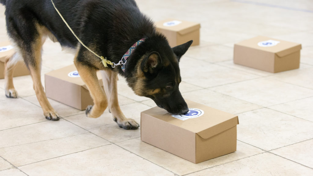 most dangerous breeds