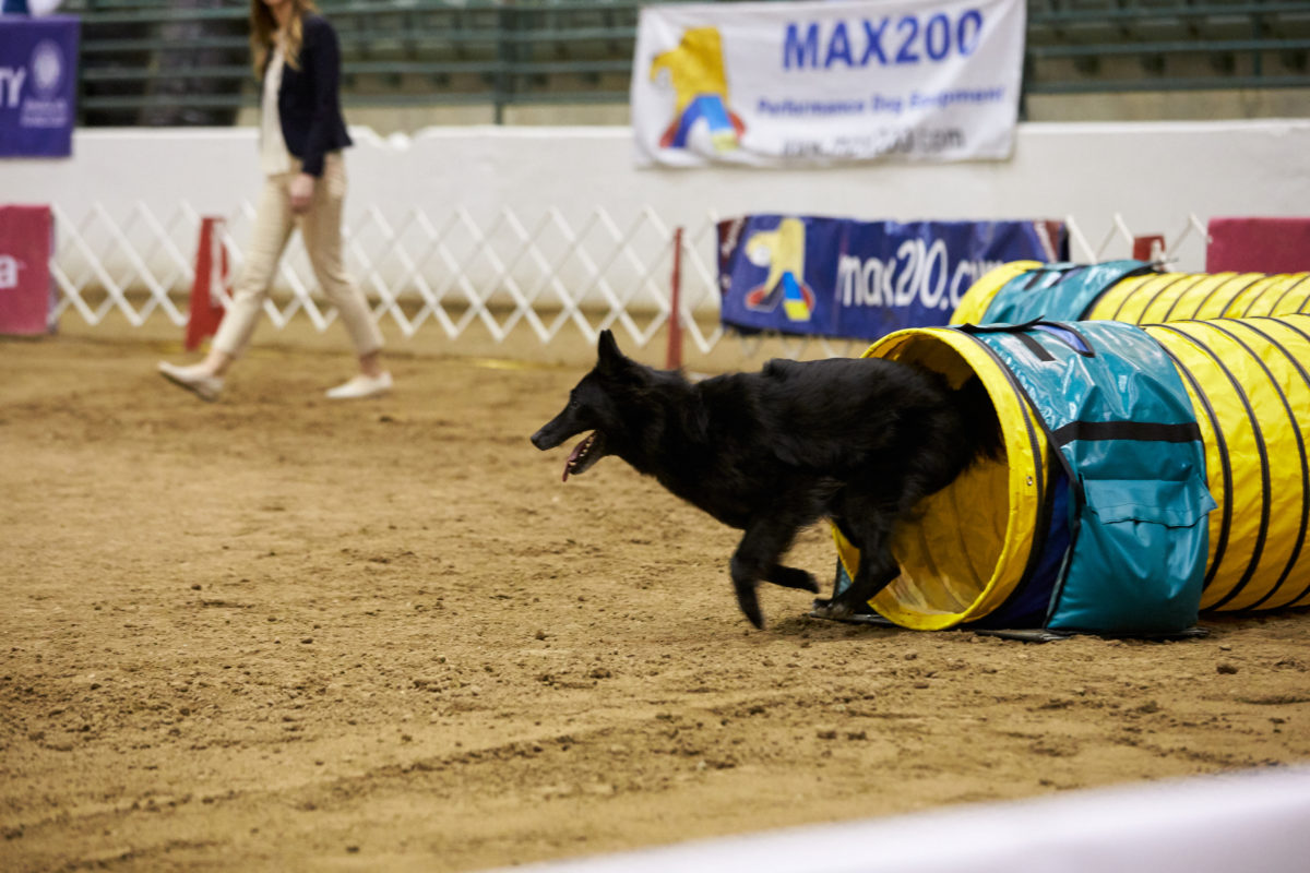 Dog Agility Competition What You Should Know About the Sport