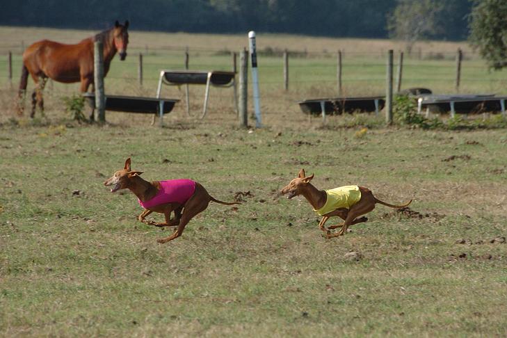 Getting Started in Lure Coursing