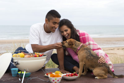 summer picnic with dog