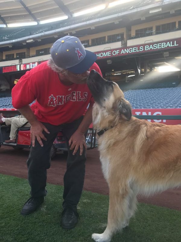 Meet the Baseball Dogs The Team Bat Dogs and Entertainers of Baseball