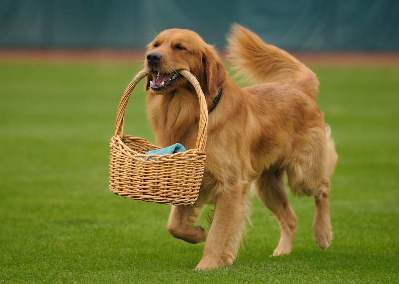 Meet the Baseball Dogs The Team Bat Dogs and Entertainers of Baseball