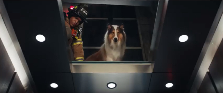 what kind of dog is in the mercedes commercial