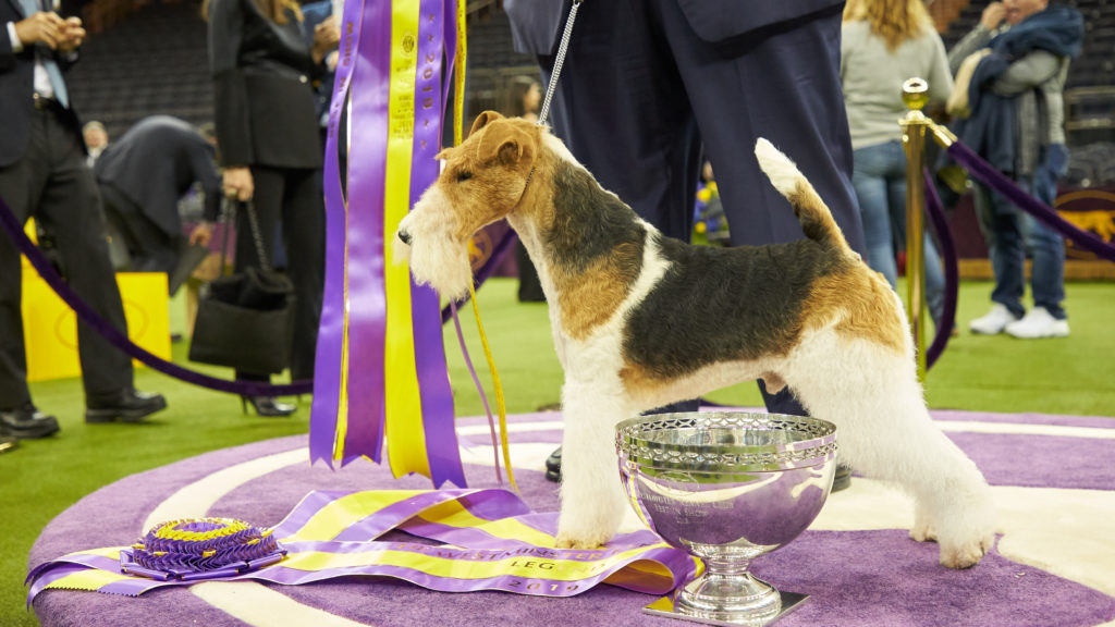 king wire fox terrier westminster 2019