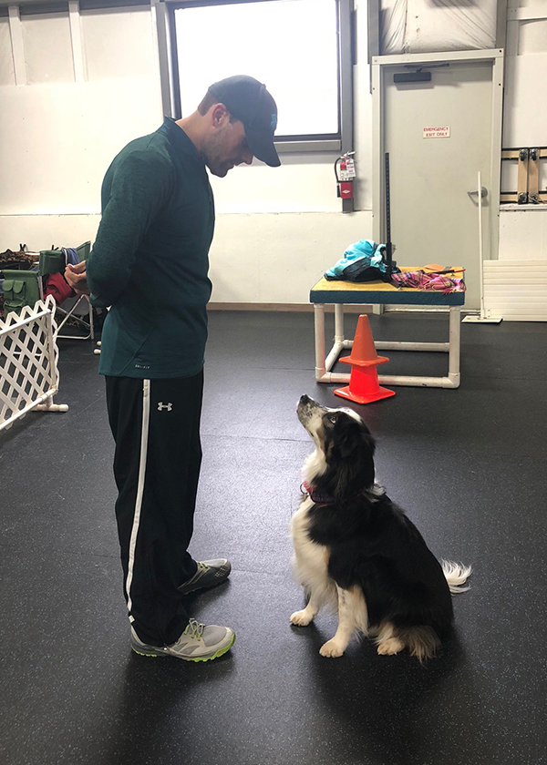 akc training tips
