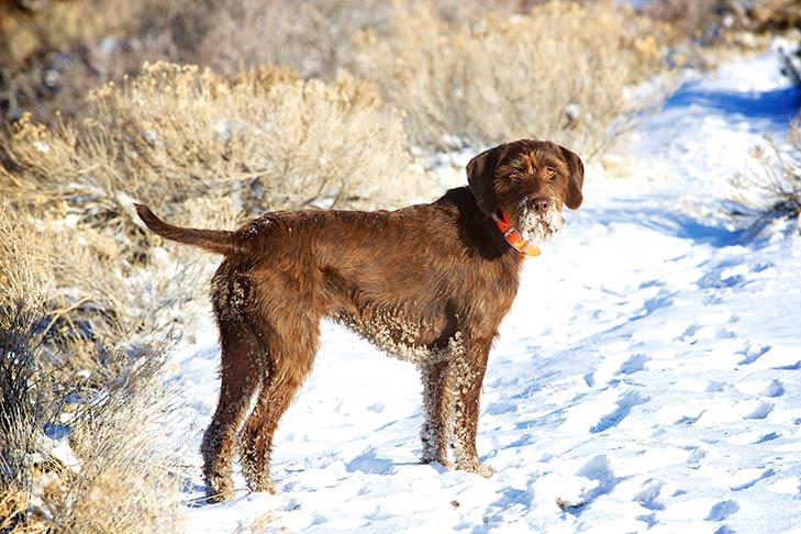 Pudelpointer standing in the snow, ice sticking to its belly and mouth.