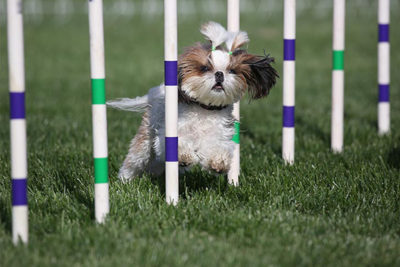 Lhaso Apso running through weave poles outdoors.