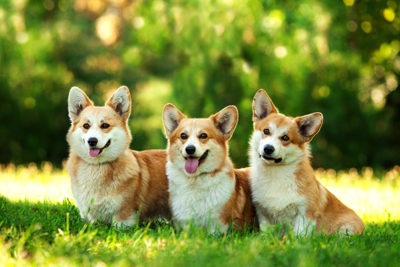 Three Pembroke Welsh Corgis sitting side-by-side outdoors.