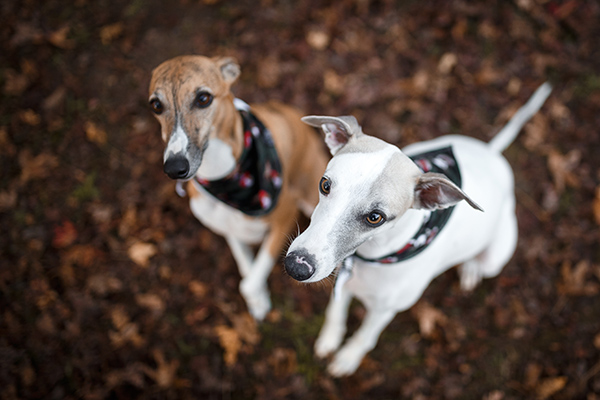 facts about whippets
