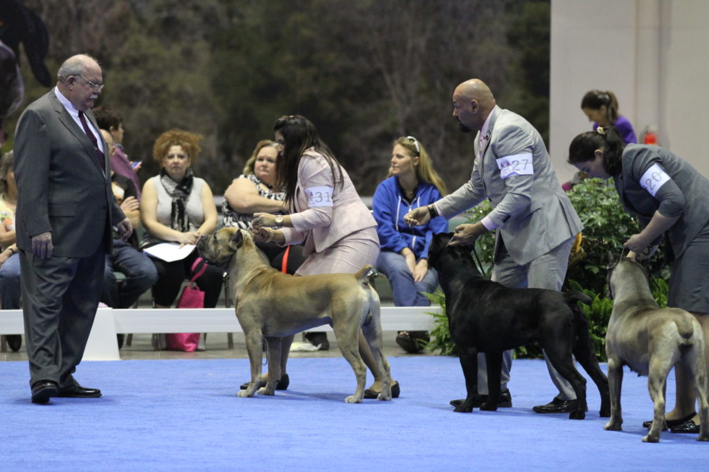 How Does Someone an AKC Dog Show Judge?