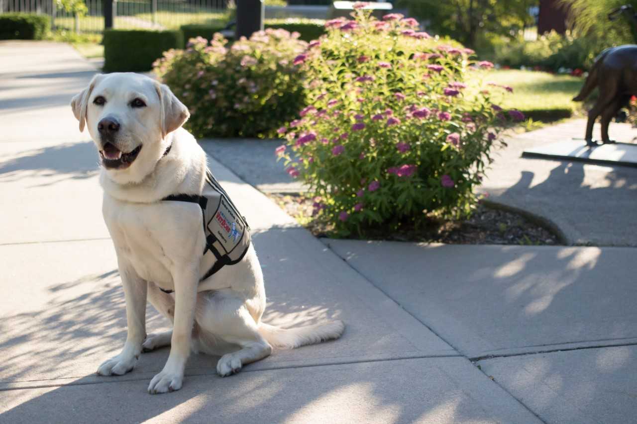 Sully the Service Dog Sworn in with US Navy American