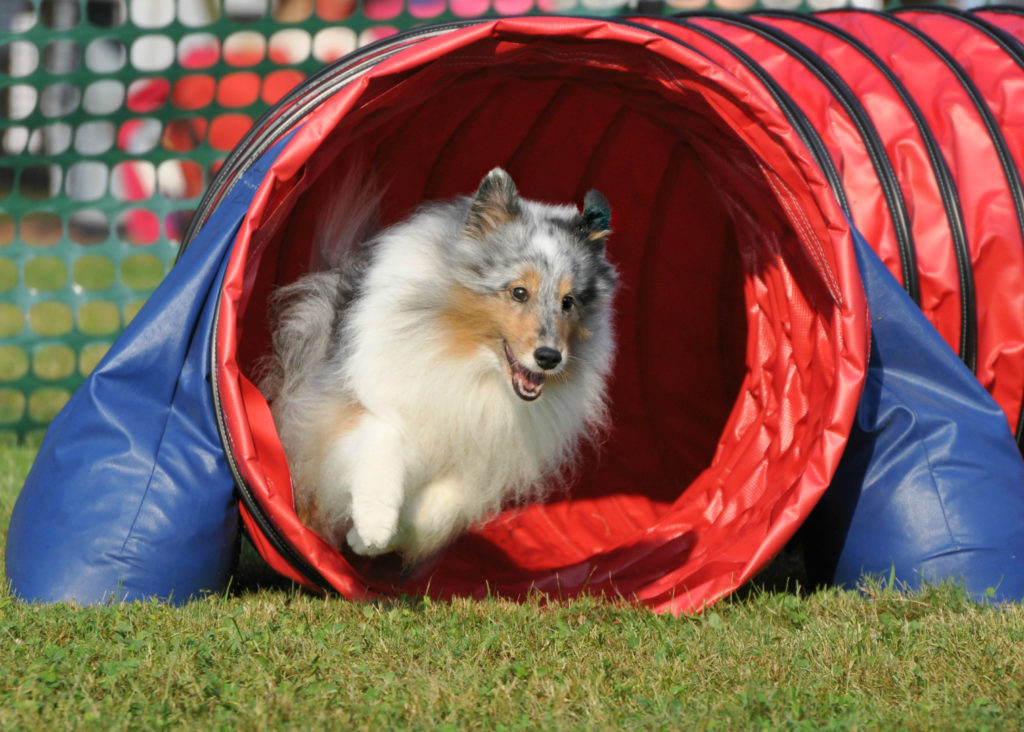 13.5 years in dog years