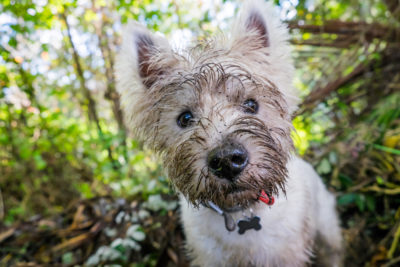 west highland terrier westie dog with muddy face outdoors in nature