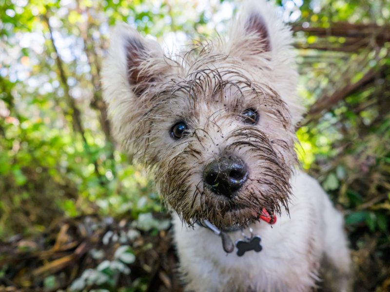 west highland terrier dogs 101