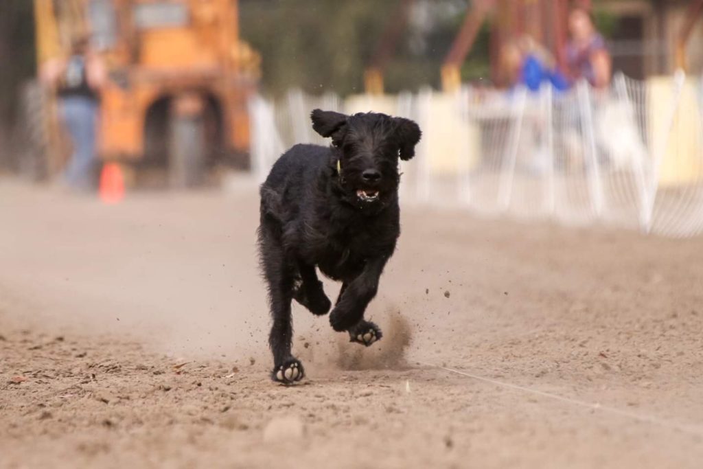 akc breeder marketplace