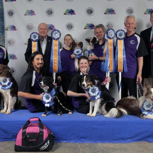 papillon obstacle course 2019