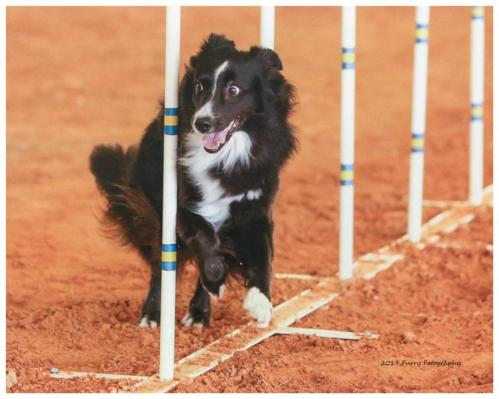 gemma runs agility