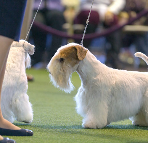 endangered dog breeds 2018