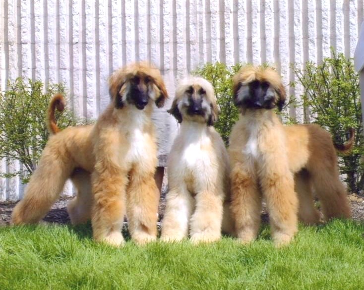 Afghan Dog Puppies